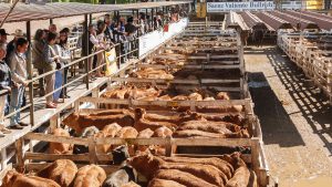 El Mercado de Hacienda porteño deja la Ciudad de Buenos Aires y se muda a Cañuelas