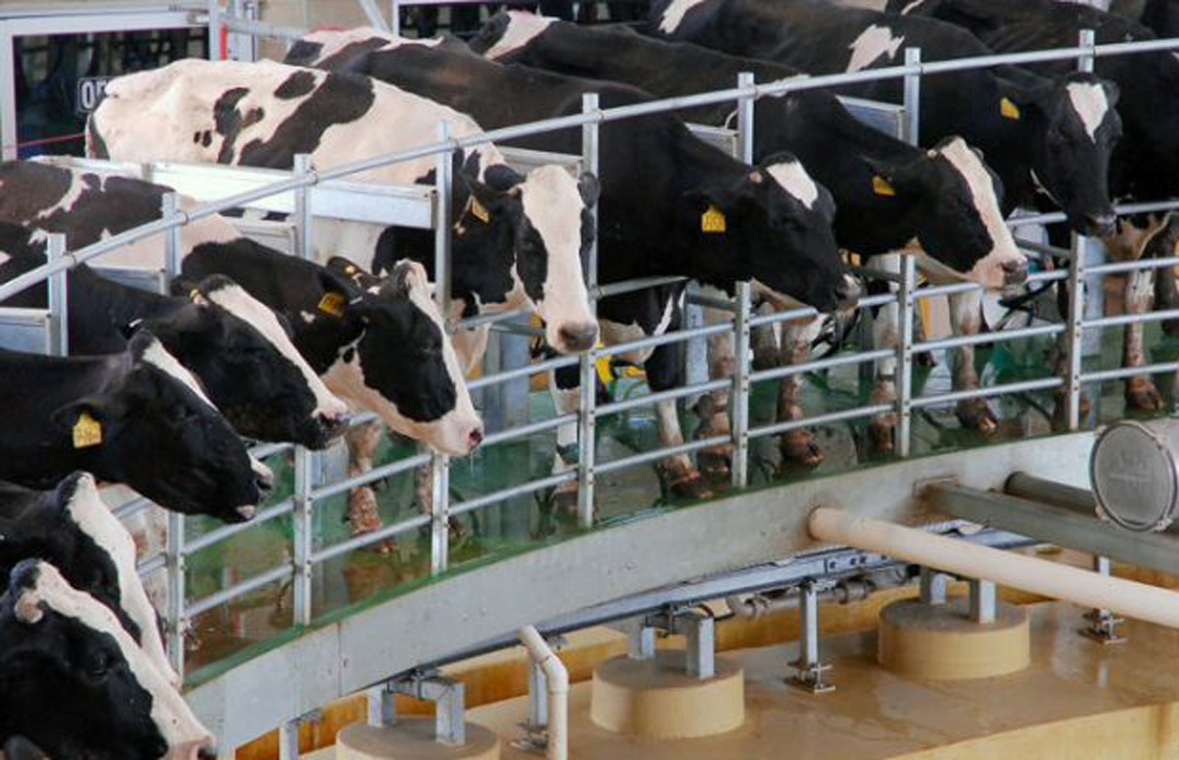 Evolución cautelosa en el sector lácteo global durante 2025