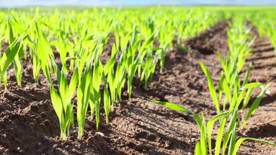 Preocupa la siembra de trigo por falta de agua
