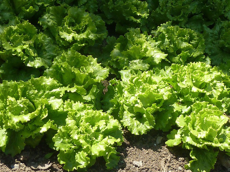 Avance científico para mejorar la producción de la lechuga