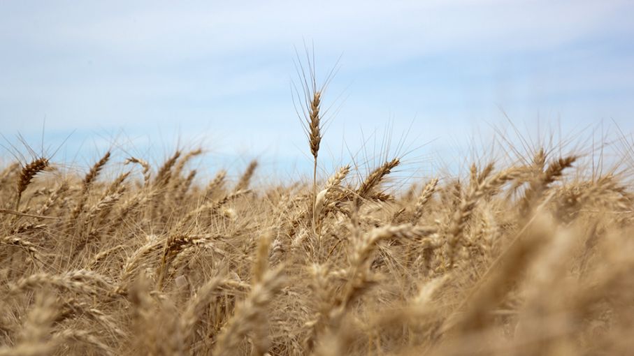 La cosecha de trigo, con rindes de hasta 83 quintales por hectárea en el centro y sudeste bonaerense