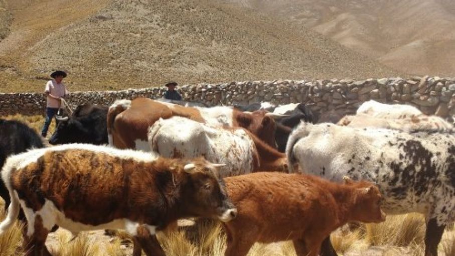 Argentina descartó una sospecha de fiebre aftosa en Jujuy