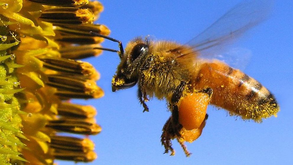 La siembra de girasol favorece polinizacin de abejas