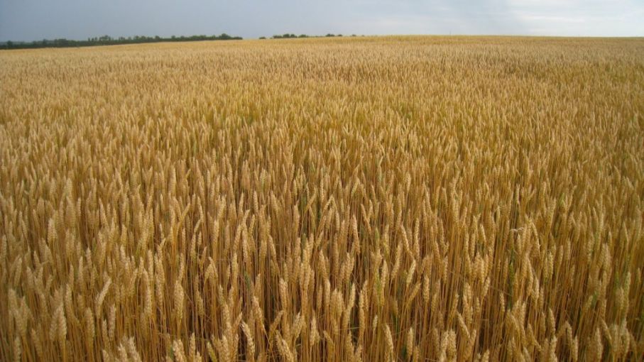 Trigo: más de 150.000 tns. en la región núcleo por buenos rindes cosechados