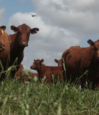 El precio del novillo en alza: Uruguay lidera y la región consolida su repunte