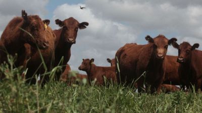 El precio del novillo en alza: Uruguay lidera y la región consolida su repunte