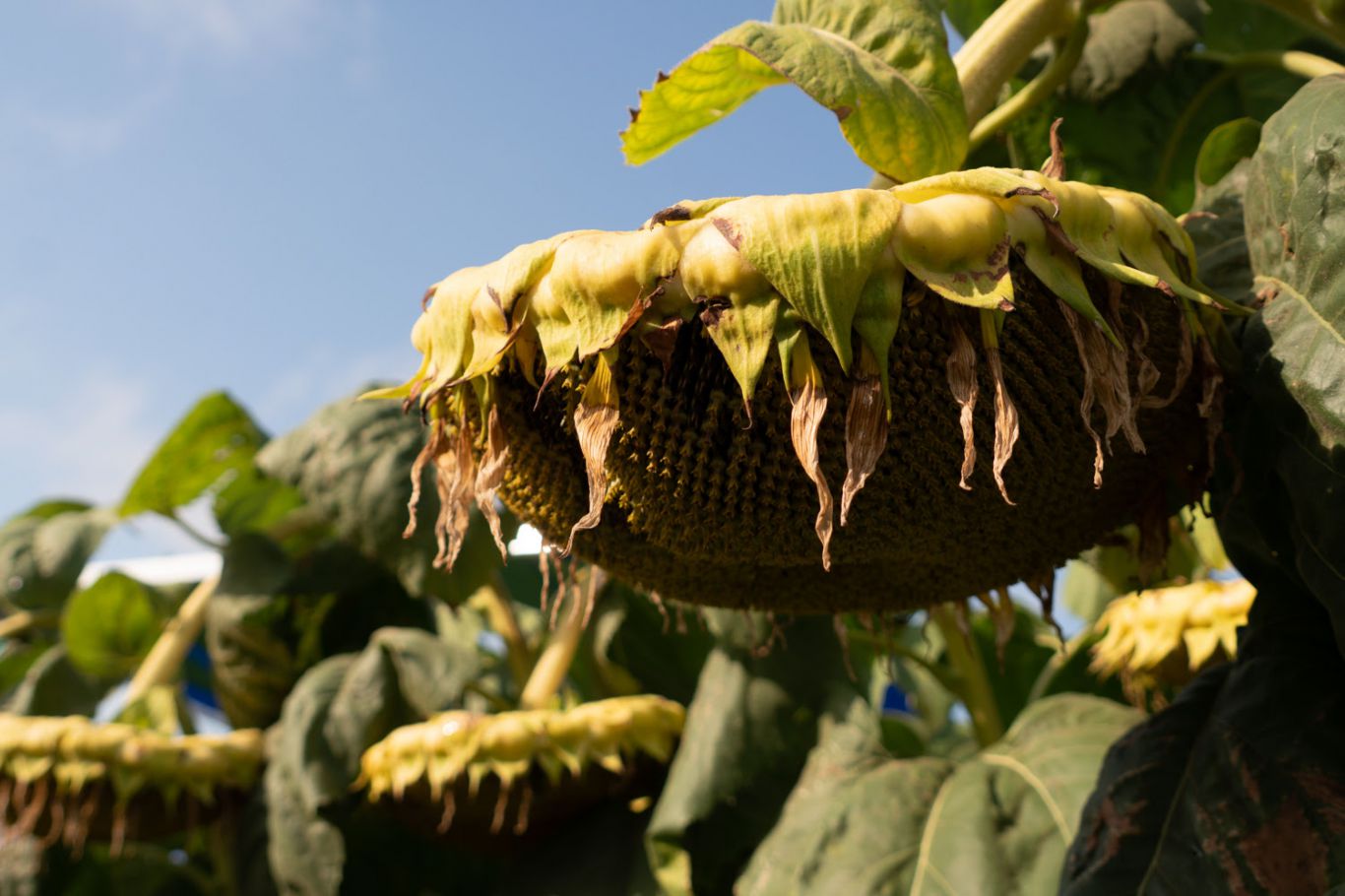 NK muestra su tecnología para girasol en el NEA