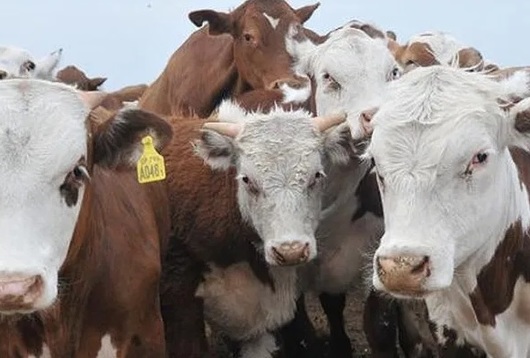 Brasil y Bolivia logran estatus clave: el mapa mundial de la carne vacuna se reconfigura