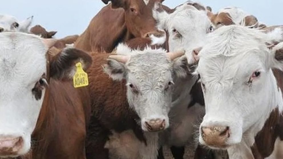 Brasil y Bolivia logran estatus clave: el mapa mundial de la carne vacuna se reconfigura