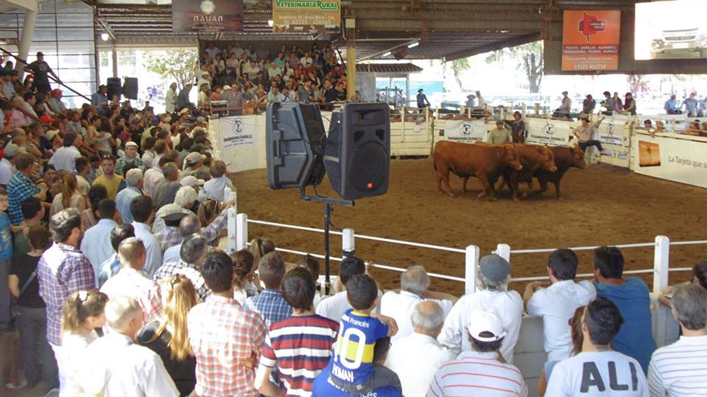 Efecto zafra: en dos semanas, el ternero subió 11,6% en Jesús María