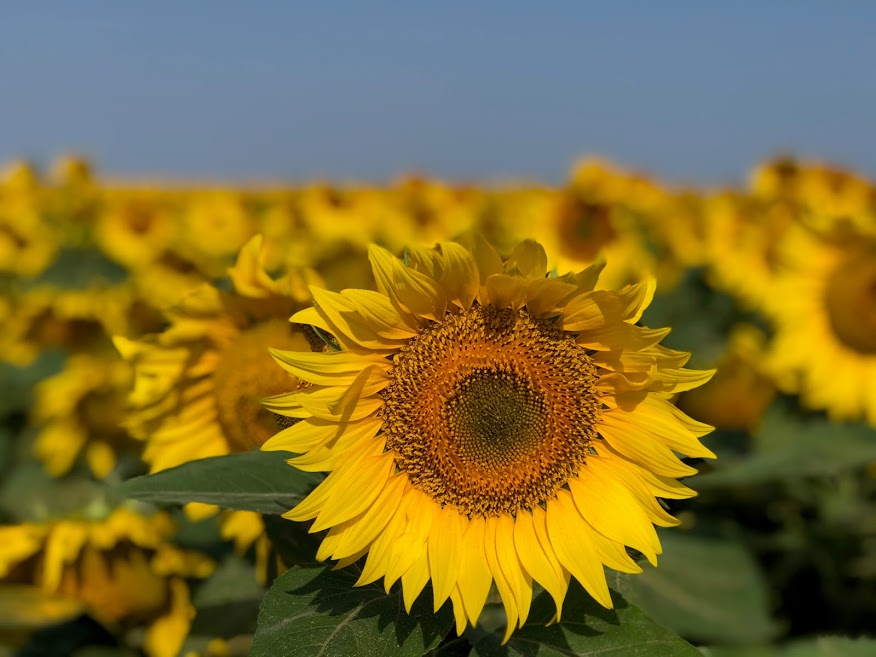 La demanda mundial sube los precios e impulsa el cultivo de girasol en la zona núcleo