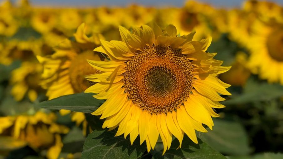 El área sembrada de girasol alcanzó las 617.000 hectáreas en zonas de la Bolsa de Cereal bahiense