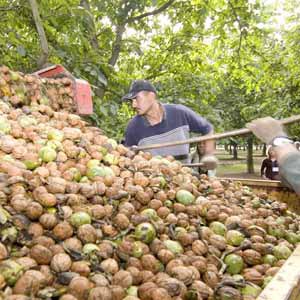 Exportan 220 toneladas de nueces de calidad a Italia y España
