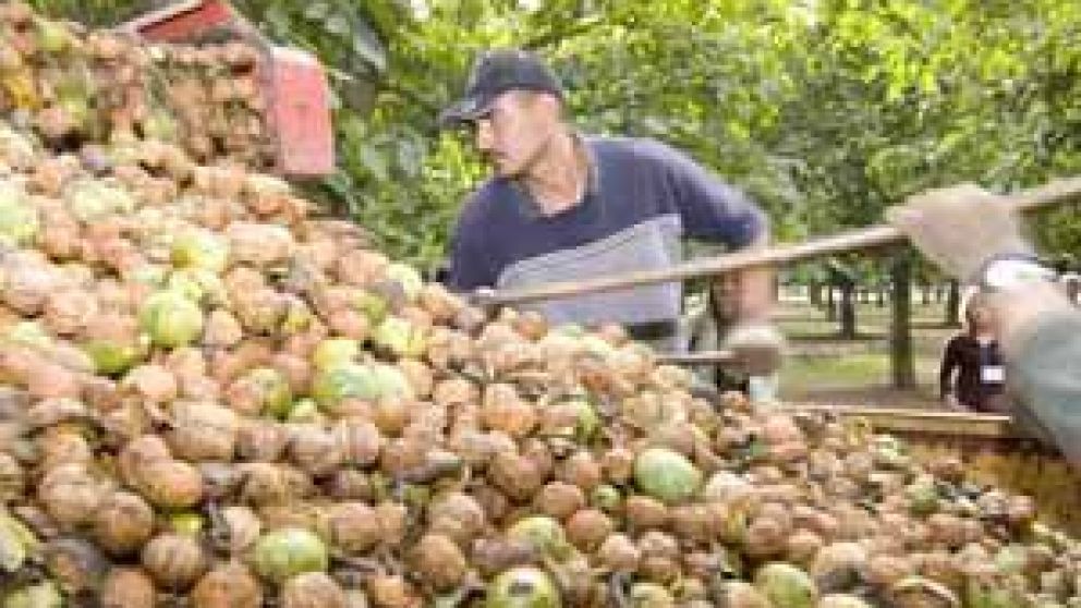 Exportan 220 toneladas de nueces de calidad a Italia y Espaa