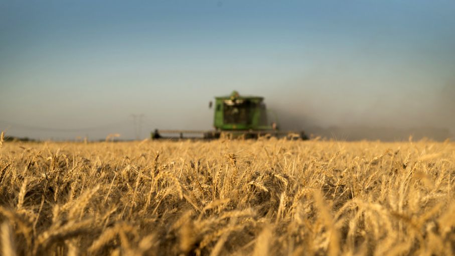 Trigo: cae la intención de siembra