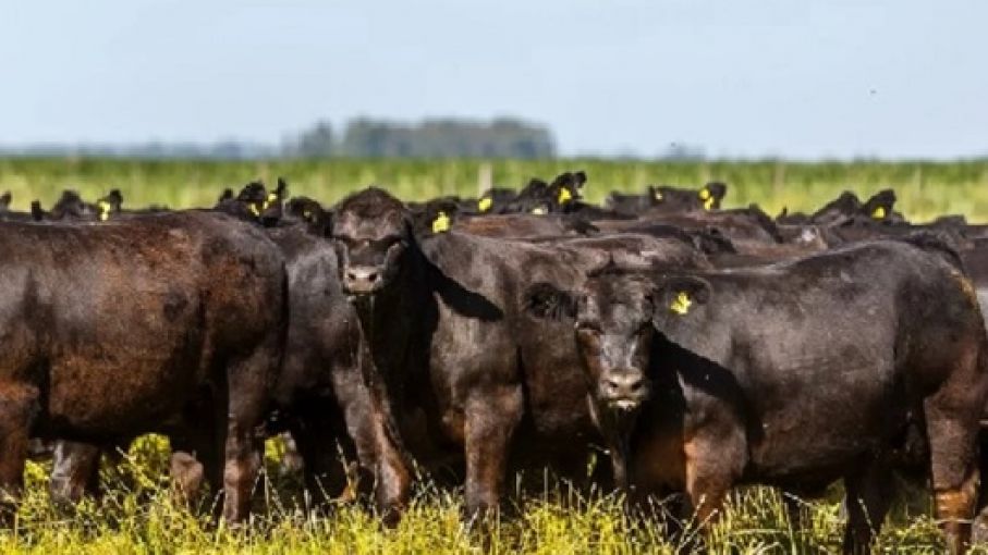 Brasil registró una nueva baja en dólares del valor de su hacienda