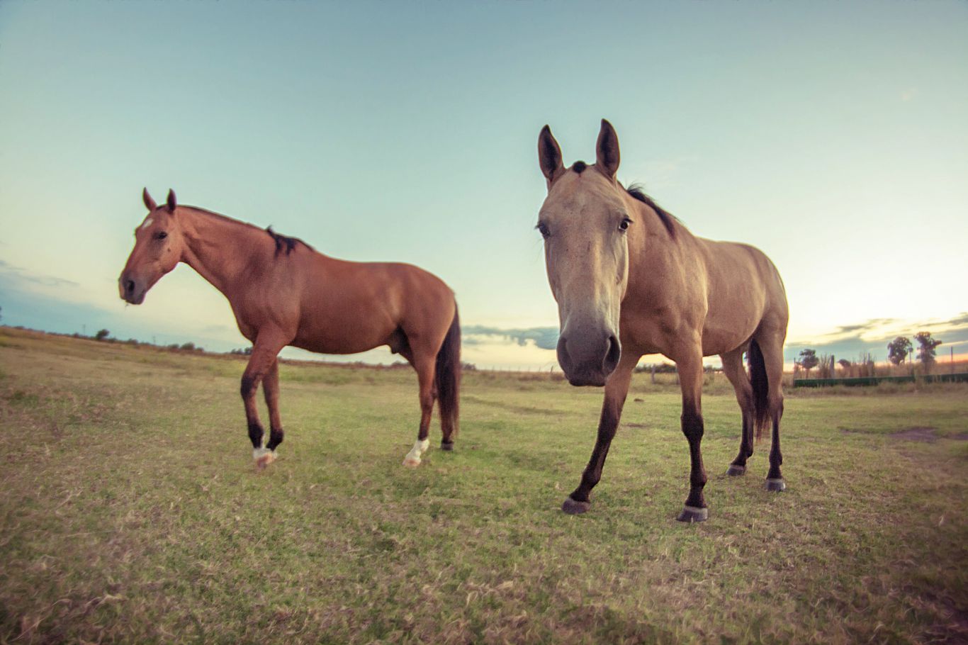 Confirman  primer brote de encefalomielitis equina en Chubut