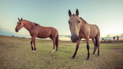 Confirman  primer brote de encefalomielitis equina en Chubut