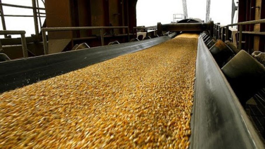 La exportación de maíz continúa a buen ritmo