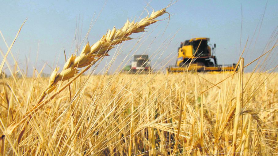 La siembra de trigo en Argentina enfrenta la presión de la cebada