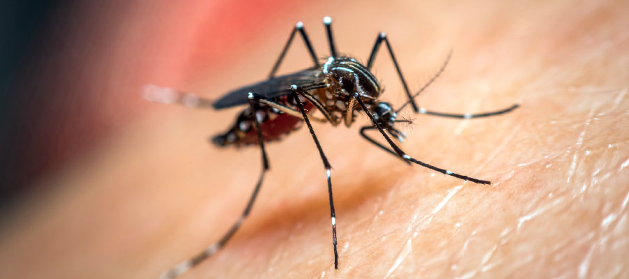 Dengue: en nuestro hogar, somos responsables