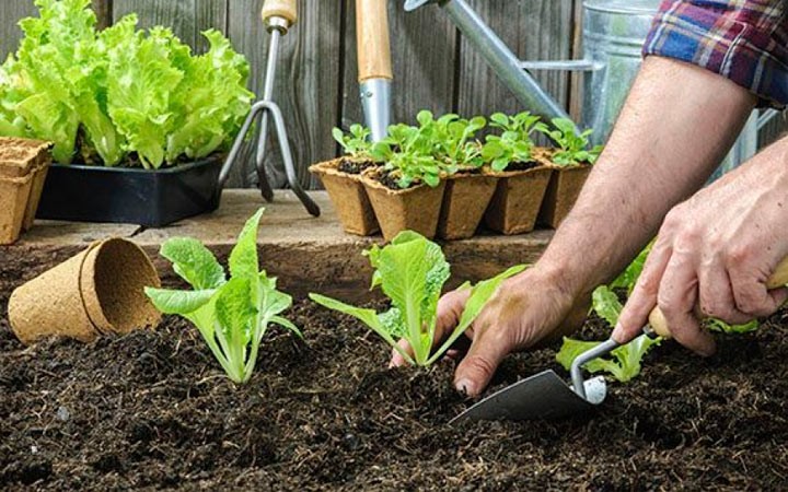 El aislamiento obligatorio impulsa cambios en la horticultura