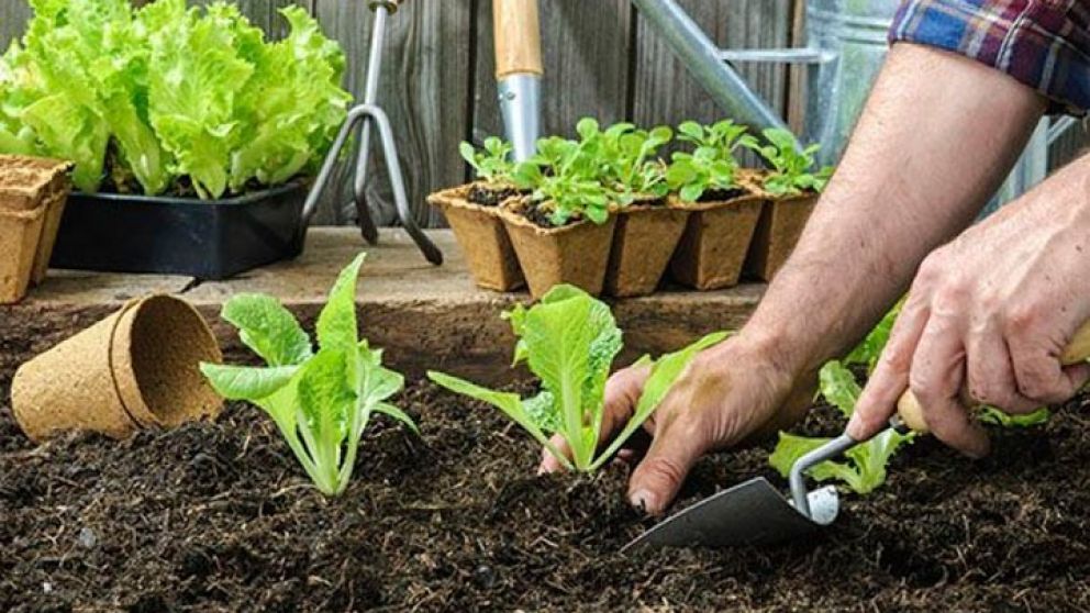 El aislamiento obligatorio impulsa cambios en la horticultura