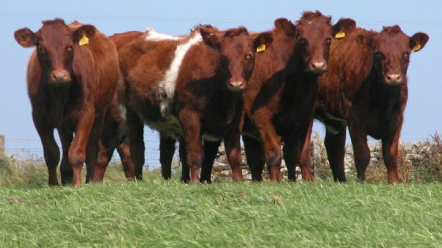 La ganadería argentina en etapa de incierta y en alerta por la faena de hembras