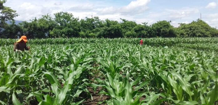 Corteva Agriscience anuncia Metas de Sostenibilidad 2030 para aumentar la resiliencia agrícola