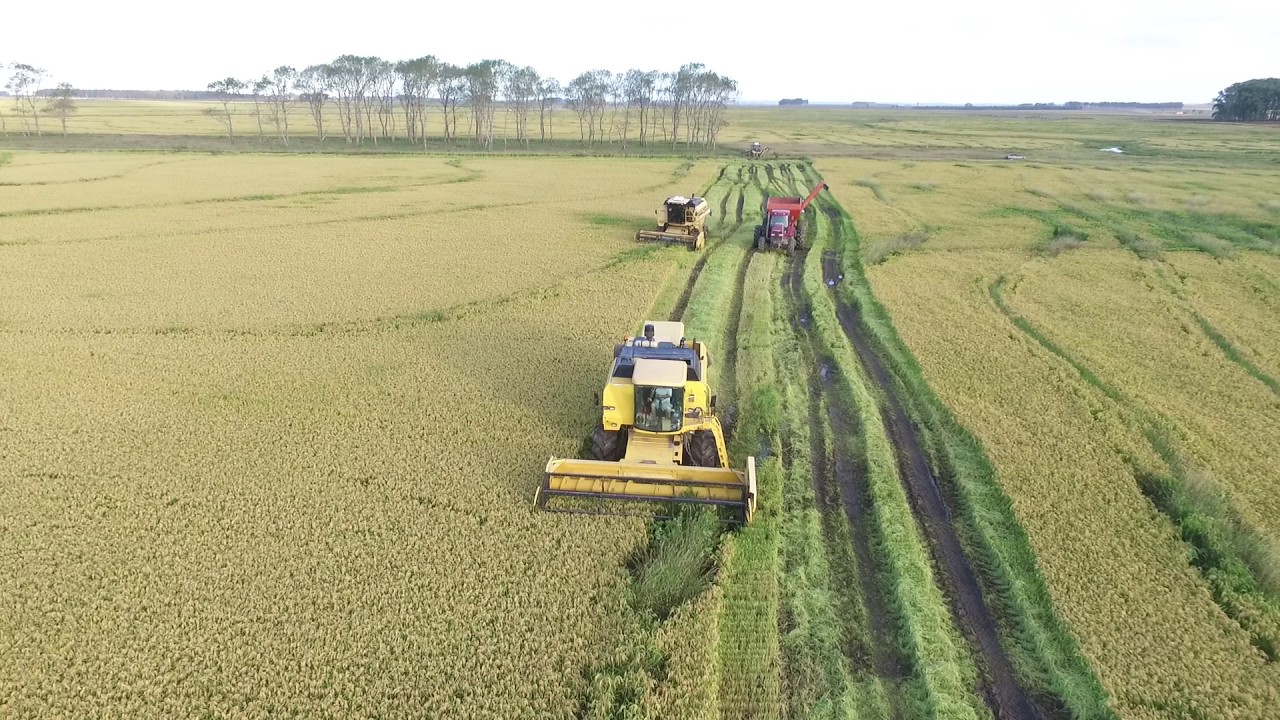 Entre Ríos registró el más alto rendimiento de arroz desde 2011 y de producción desde 2015