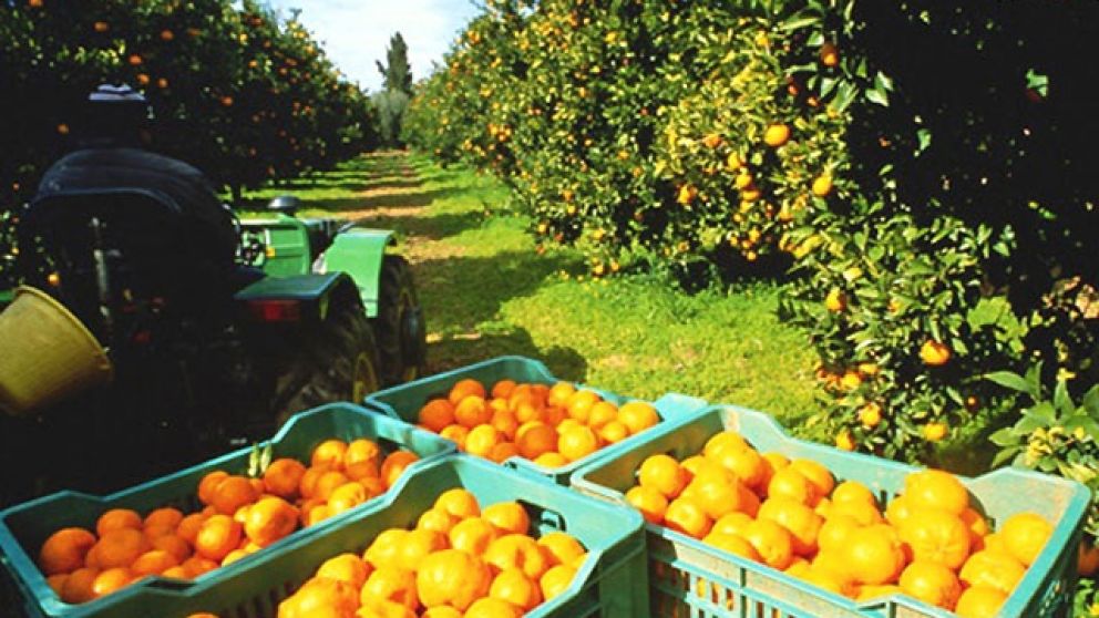 Alimentos: los precios se multiplicaron del campo a la gndola 3,9 veces en abril