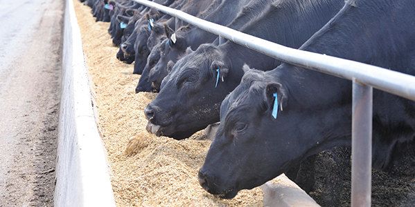 Feedlots: en los tres primeros meses del año el encierre aumentó un 20% interanual