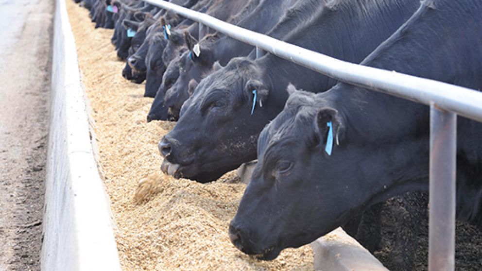 Feedlots: en los tres primeros meses del ao el encierre aument un 20% interanual