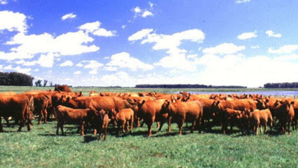 Cmo fortalecer los rodeos y lograr vientres ms frtiles