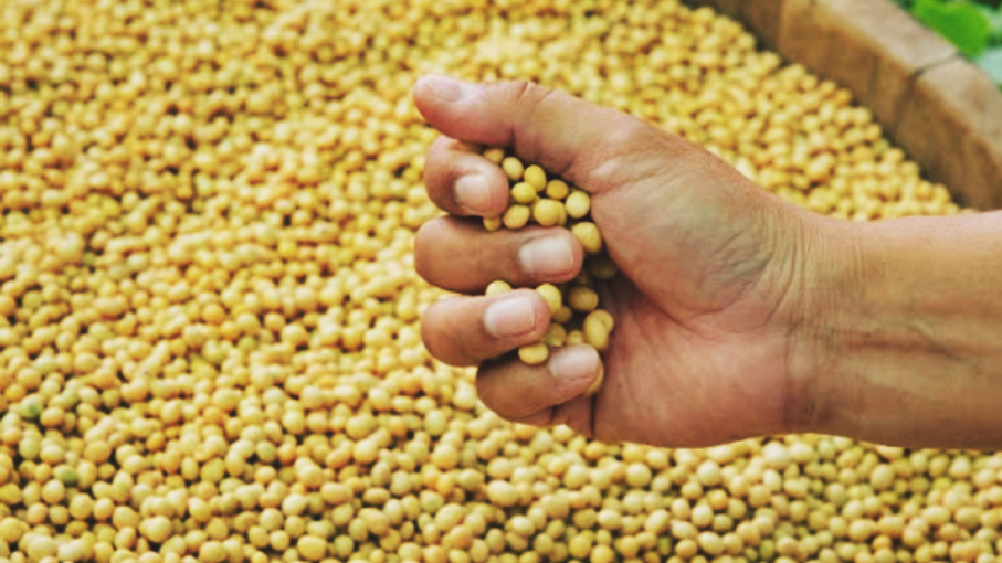 Precio de granos con altibajos en Chicago tras informe del USDA
