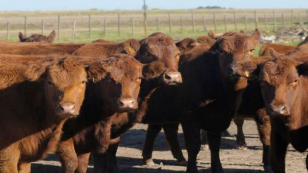 Zafra 2025: fuerte salida de terneros pese a la desaceleracin de mayo