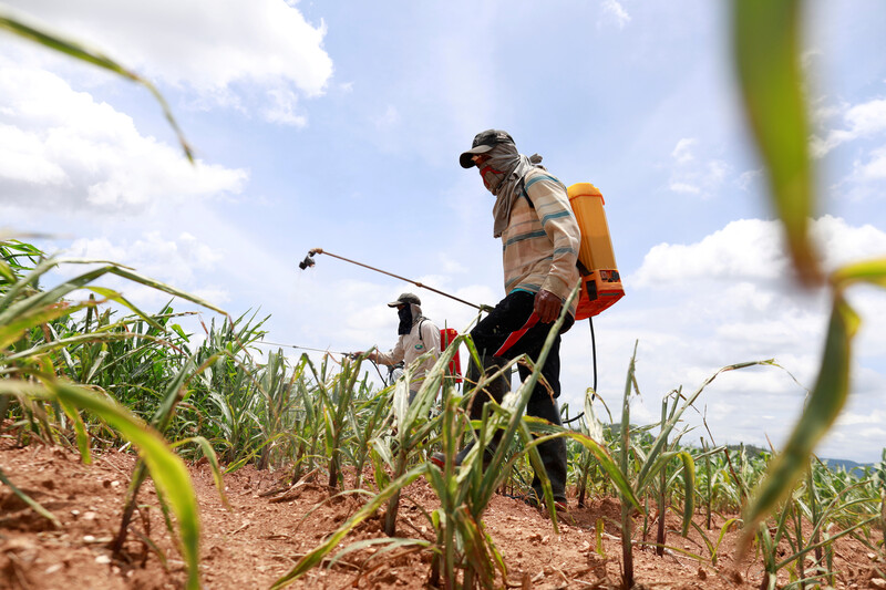 Estados Unidos y Brasil protestan contra la prohibición de pesticidas de Tailandia por el impacto en las exportaciones