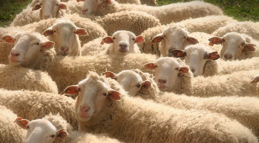 Aval en el Senado a proyecto de ley para promoción de ganadería ovina