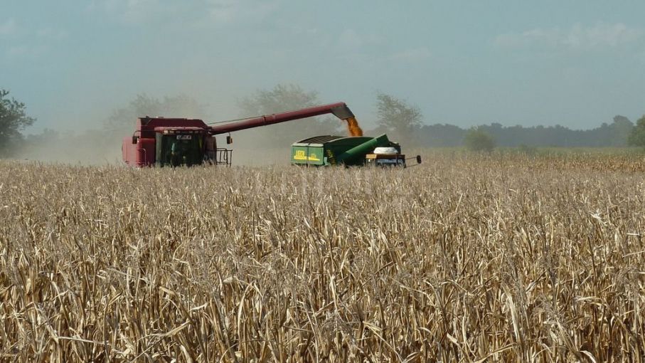 El maíz alcanza record de exportaciones 