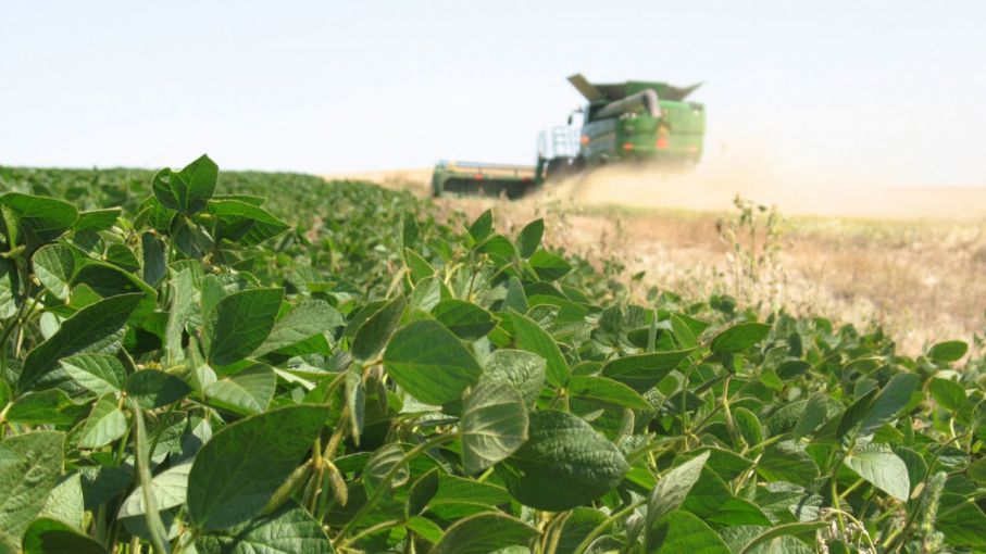 La Bolsa de Cereales también redujo estimación de cosecha de soja: 44 millones de toneladas