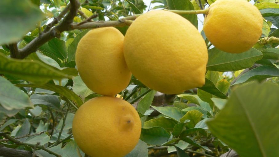 Crisis en el citrus: declaran en Tucumán la emergencia agropecuaria para la producción del limón