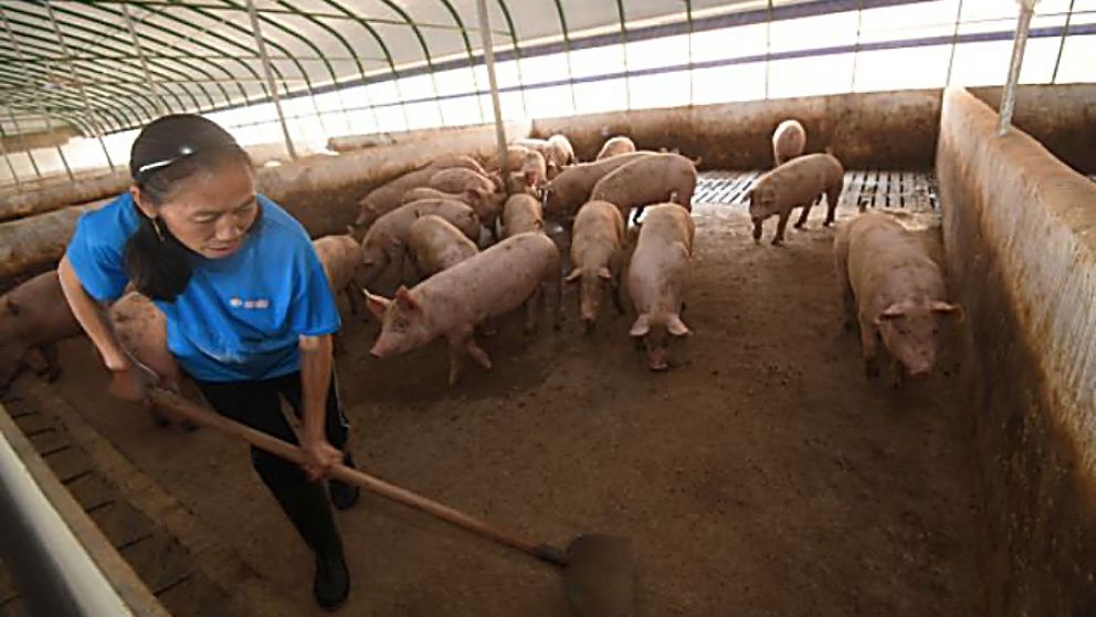 China : gripe porcina G4 no es nueva y no infecta a humanos fcilmente