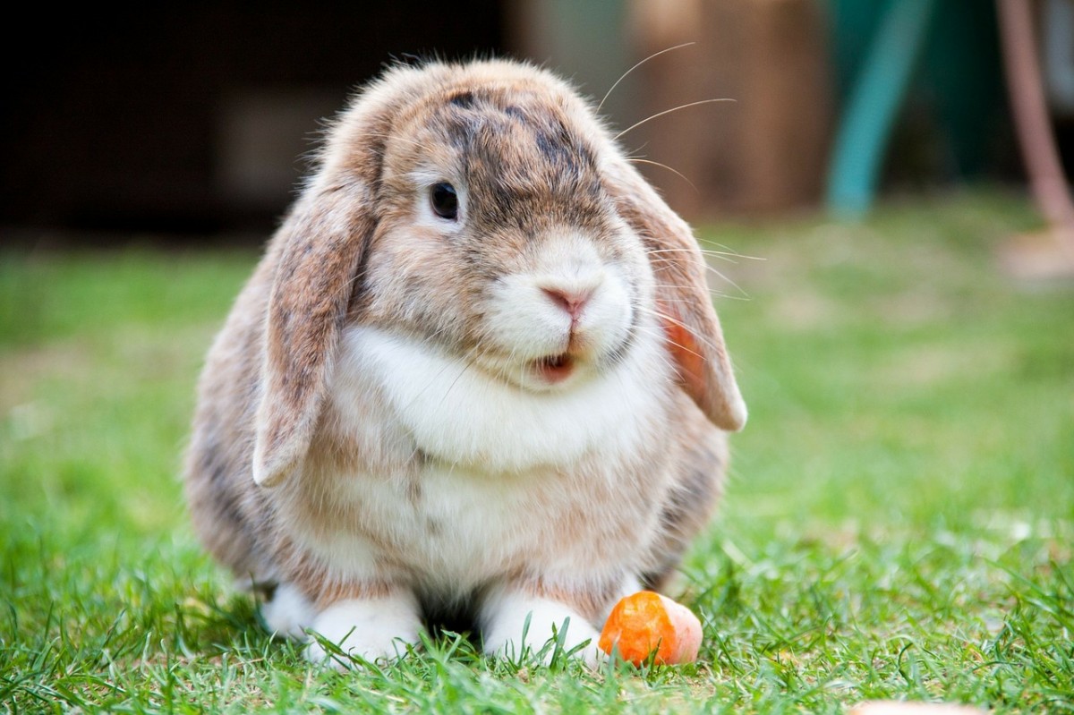 Chorinejo: en Jujuy preparan chorizos de conejo por la superpoblación de estos animales