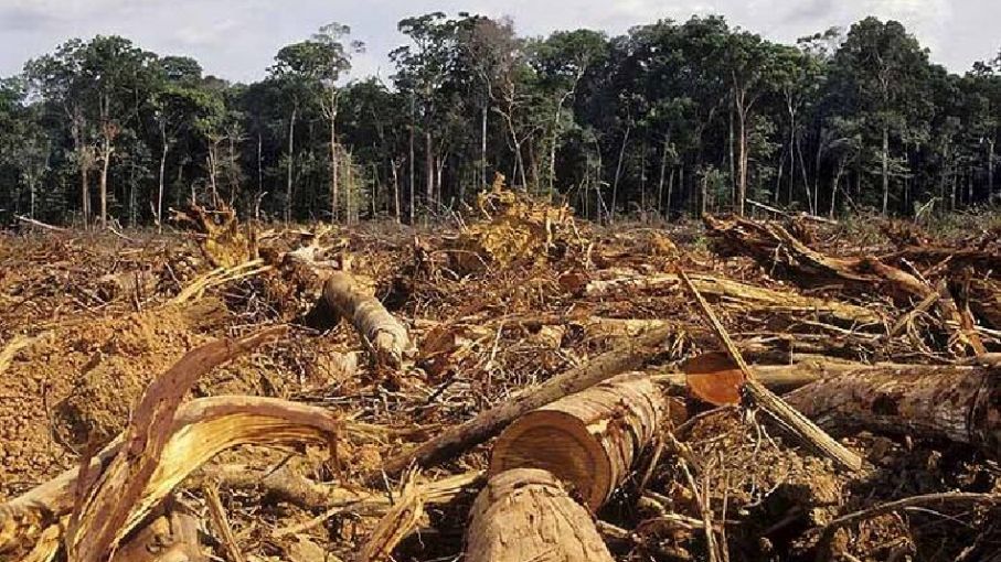 A pesar de la cuarentena se talaron más bosques que el año pasado