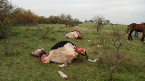 Denuncian a exdirigente rural cordobés por desaparición de vacunos en feedlot de su propiedad