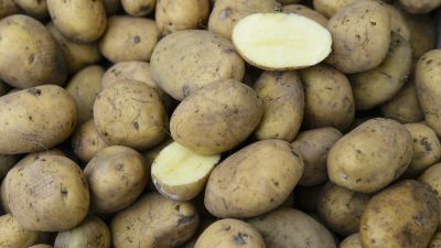 San Luis exportará 12.500 kg de papa a Chile