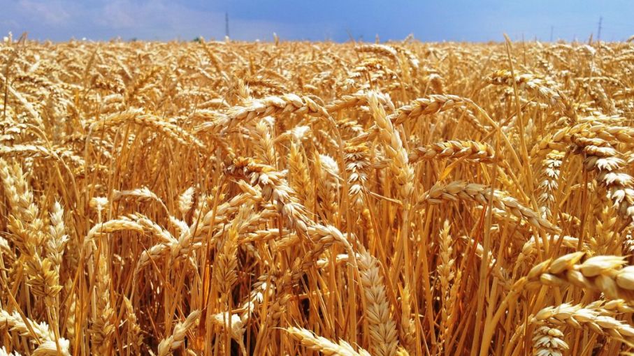 Estiman rendimiento de 2.900 kilogramos por hectárea de trigo