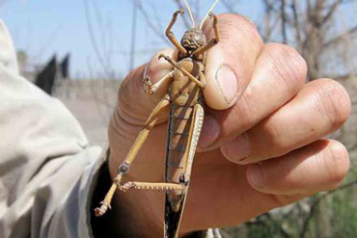 Salta intenta controlar la langosta