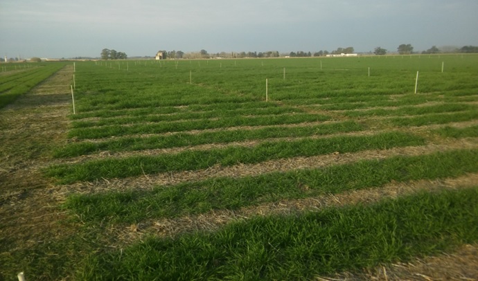 Hormonas de crecimiento y nutrientes aplicados por vía foliar en Trigo, resultados y experiencias