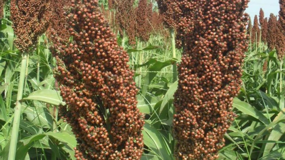 Avanza la recolección de sorgo granífero 